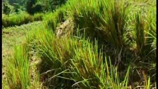 King Thai  and growing grass the elephant grass . Cilla S Garden Elephant Grass