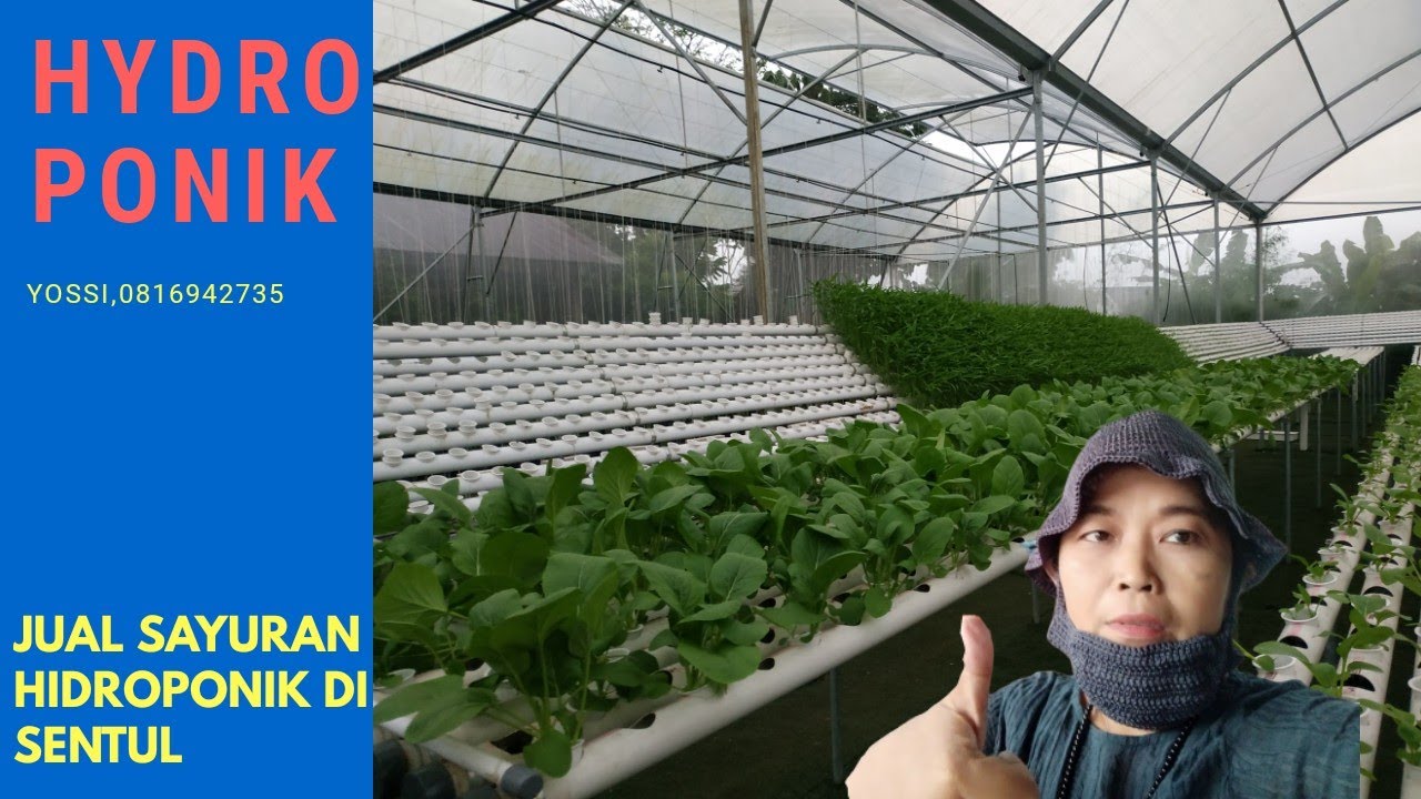 Jual sayuran hidroponik di Sentul YouTube