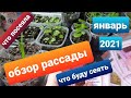 Обзор рассады/Обзор всходов/Что буду сеять/ Сезон 2021