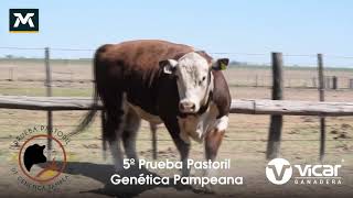 Toro X10 • PR • Polled Hereford • Cabaña La Julia • CE 37 • Padre: Falucho