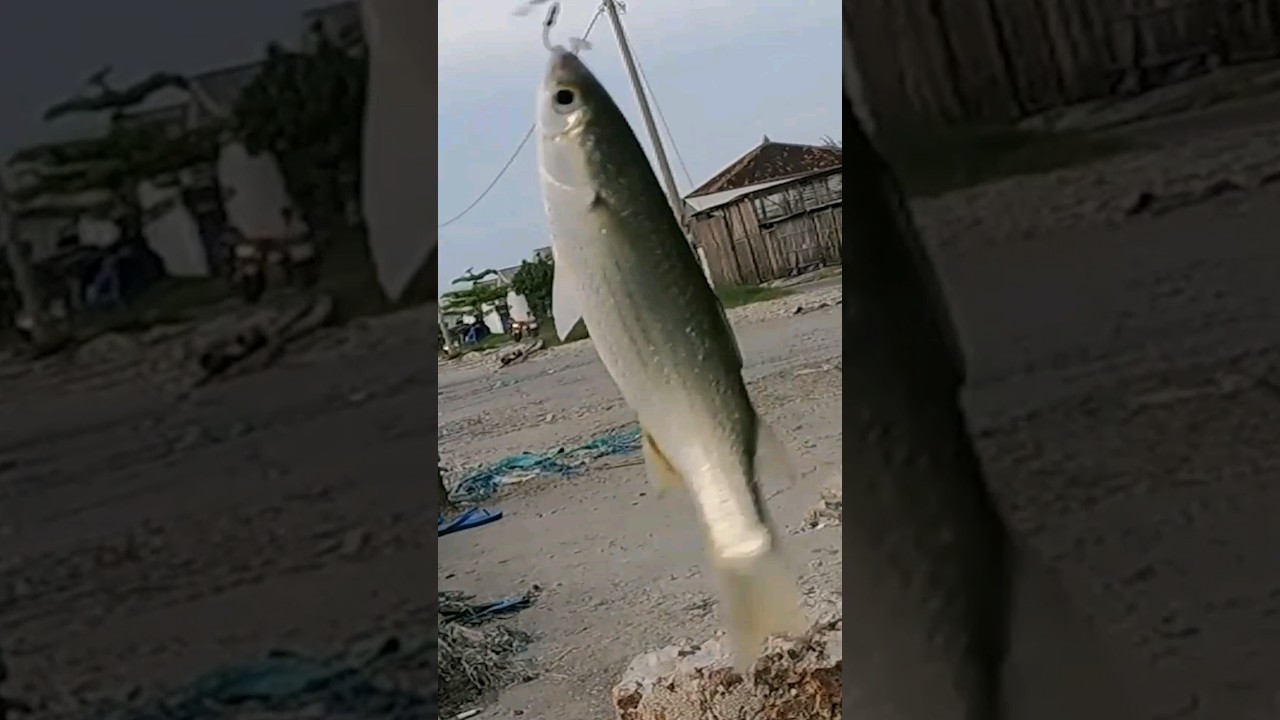 Mancing Belanak Cek Channel Awi Ono 