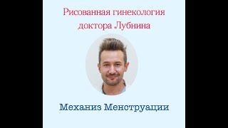 МЕХАНИЗМ МЕНСТРУАЦИИ