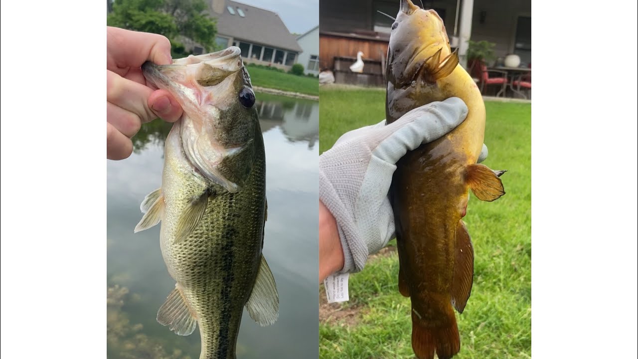 Biggest bass on the year and my new pb bullhead catfish YouTube