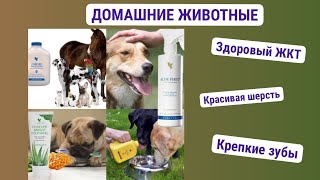 Применение продукции бренда Форевер на животных. Продуктовый час. Наталья Битюкова. 28 мар. 2025 г.