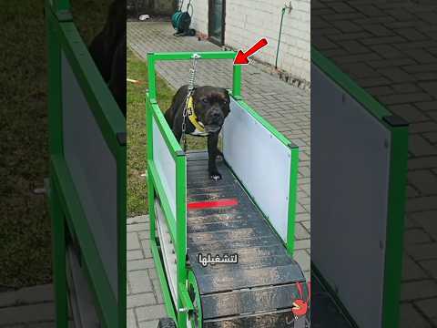 كلب كاد أن يطير فرحا