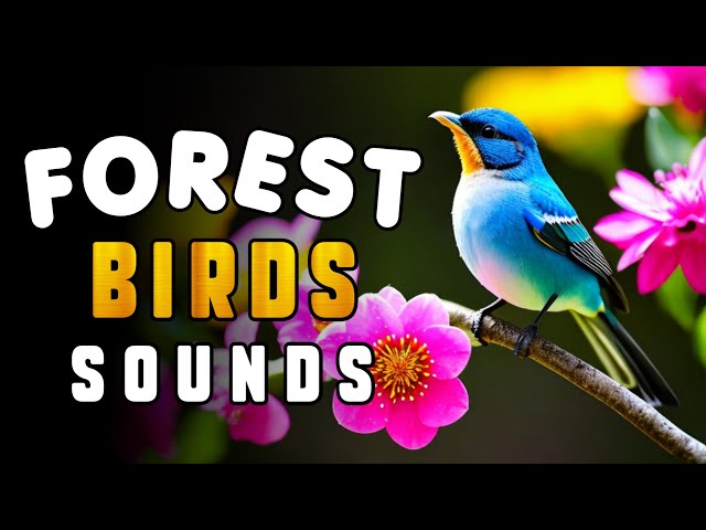 birds sound effect || natural sounds || forest birds sounds effects || mondal screen class=