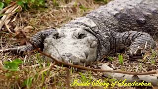 The Inside Story Of Sundarban, Nature And Beauty Of Sundarban