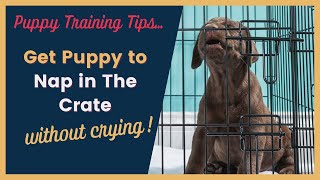 Puppy Crying in The Crate at Naptime Tips