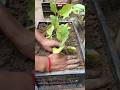 🍆 Grow Brinjal in Plastic Crate! 😱 10x Faster Growth Secret #Shorts #brinjal #eggplant #gardening