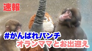 速報】パンチくんがオランママと出迎えてくれました。 2026.09.19