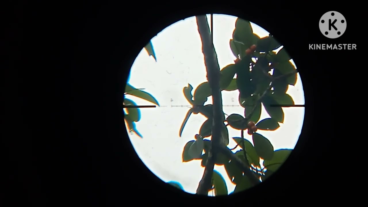 Vào rừng già bem sóc, chim cu rốc và cái kết nặng túi - youtube