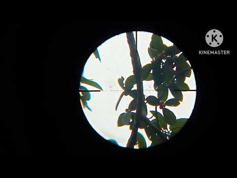 Video Vào rừng già bem sóc, chim cu rốc và cái kết nặng túi - youtube