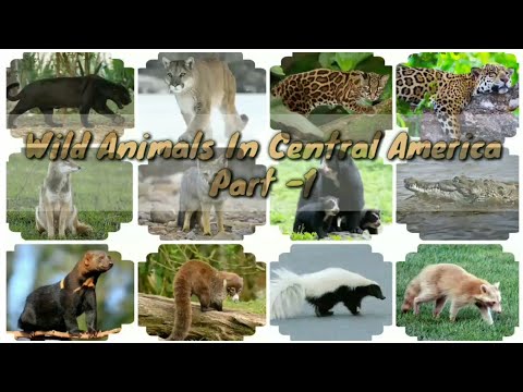 Vídeo: Quins Animals Viuen A Amèrica Del Sud