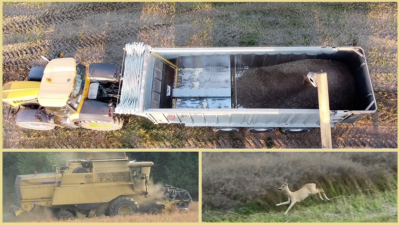 ŽNĚ a srnčí zvěř 2021 - sklizeň KMÍNU / DJI dron / Caraway harvest / Combine Harvester New Holland