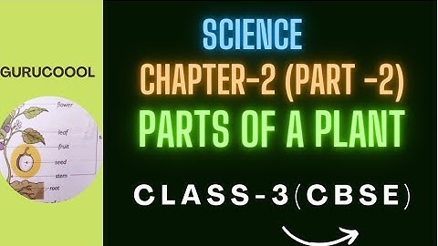 Parts of a plant (CBSE) Chapter-2  || part -2 class -3 ||