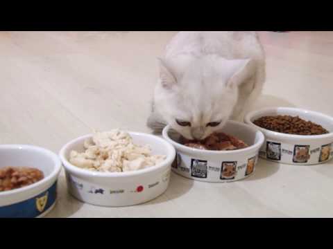 Video: Hoe Een Scottish Fold-kitten Te Voeren?