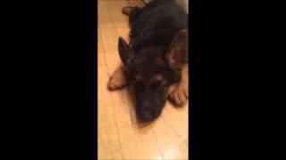 German shepherd puppy falling asleep to Beethoven