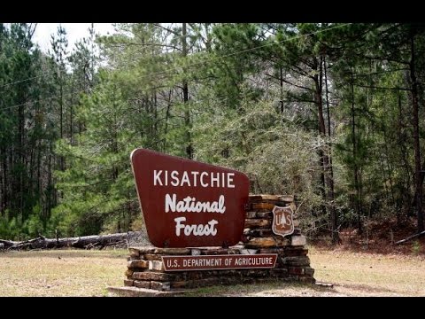 forest kisatchie national