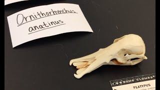 Zool 4640 Monotremes & Marsupials Lab - Video 1, Monotremes