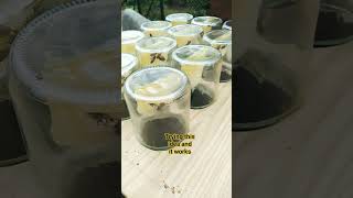 Honeycombs In The Bottle