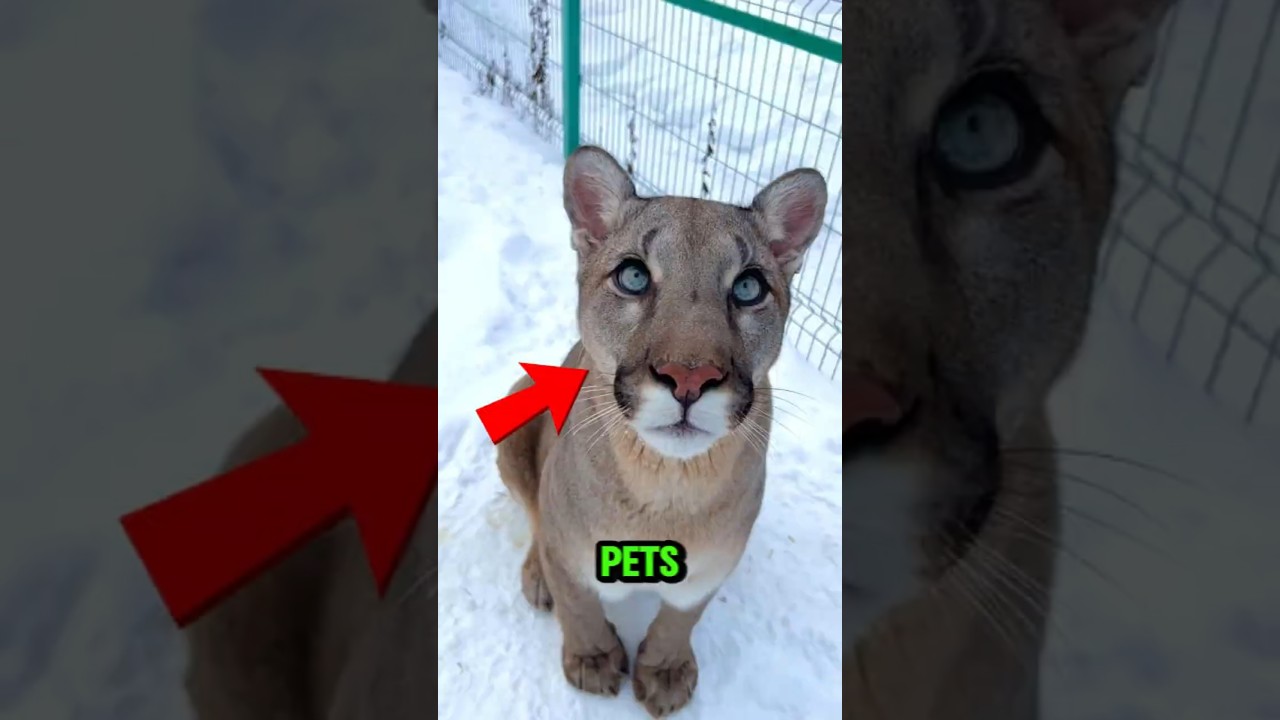 TOP 5 WILD ANIMALS PEOPLE ACTUALLY KEEP AS PETS 🐅😱 