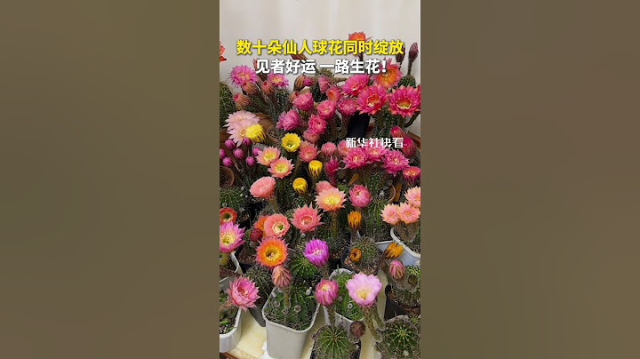 數十朵仙人球花同時綻放，見者好運，一路生花！