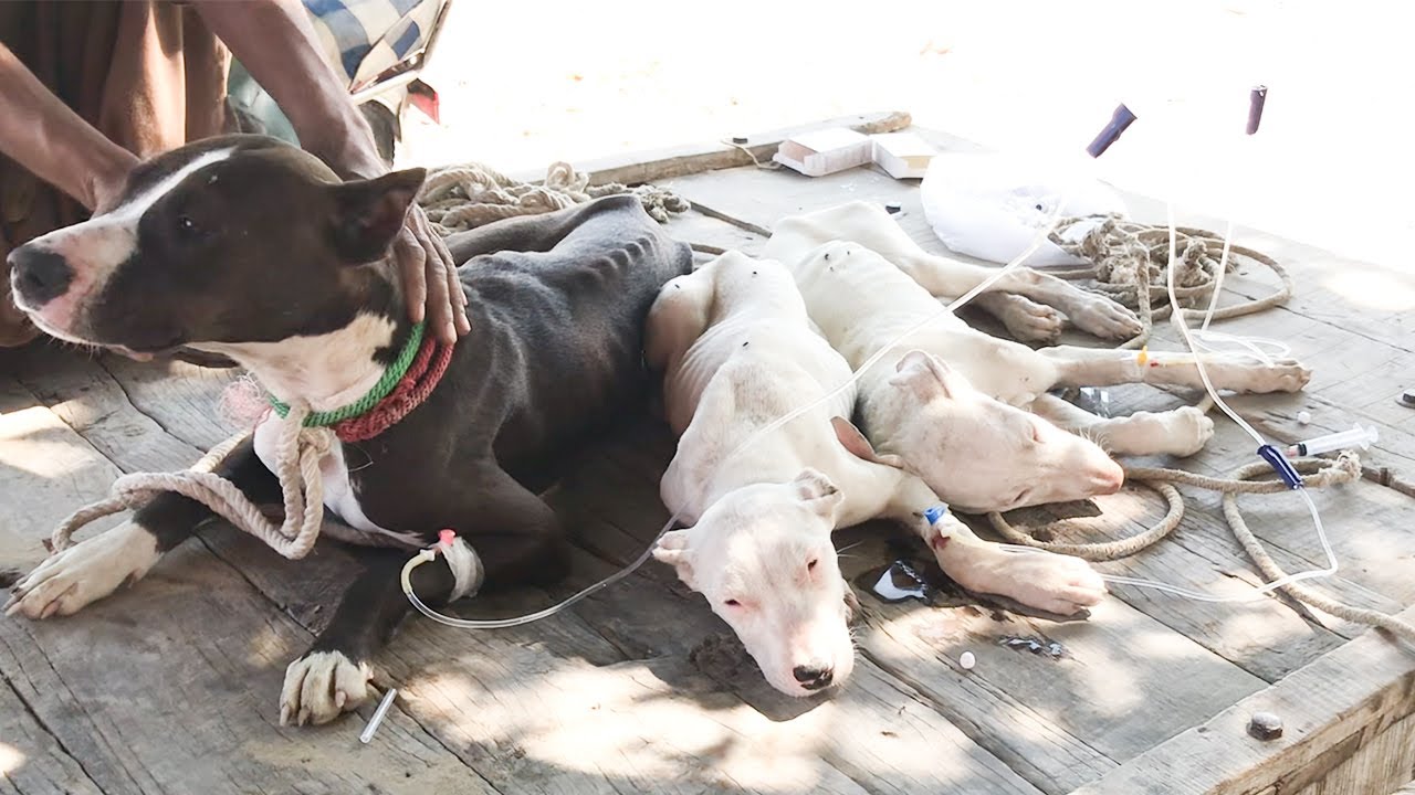 Treatment of Parvovirus in Dogs Bitch With Her Puppies / Dog Parvo