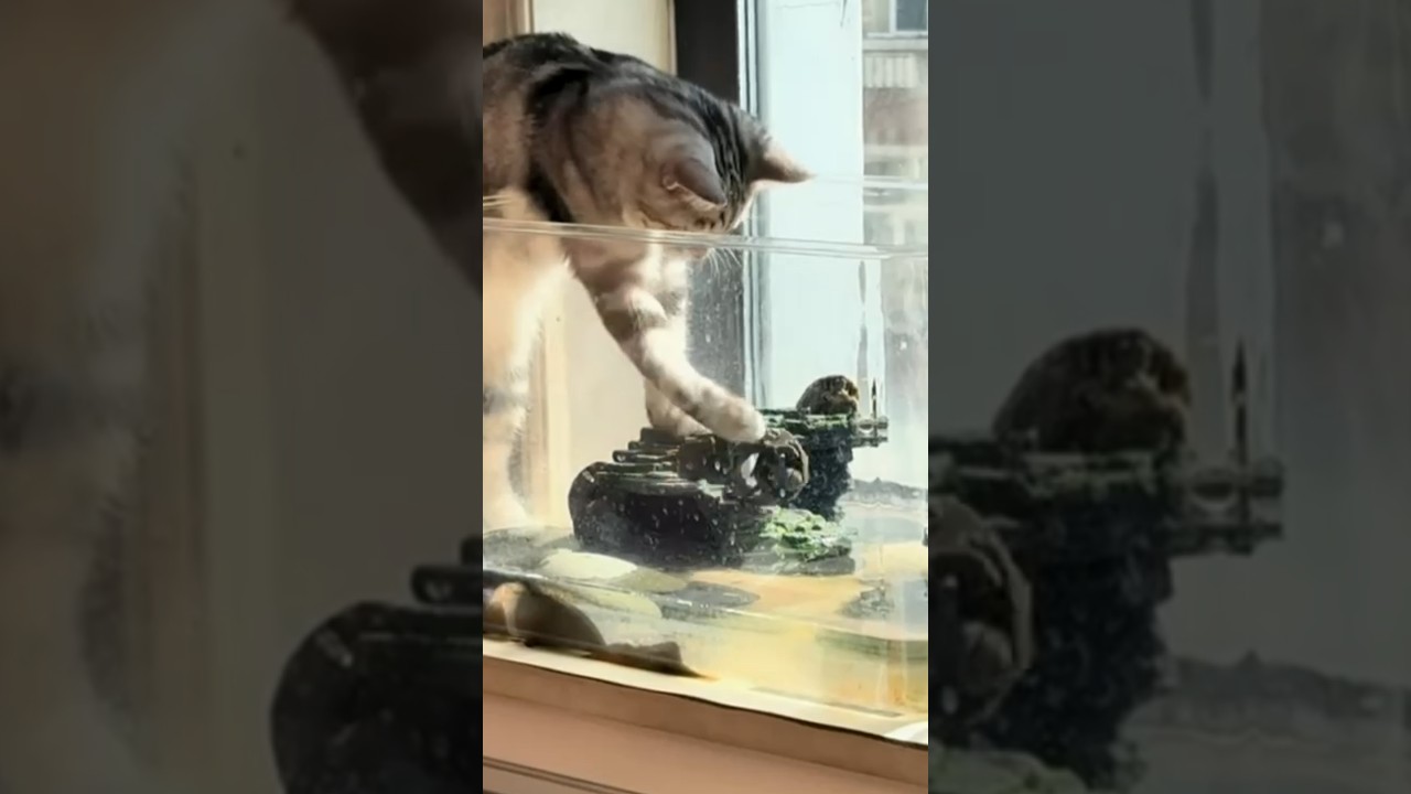 Cat Stands in Aquarium While Pushing Turtles Into Water