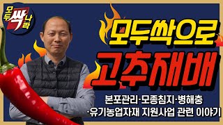 [모두싹나라]2024년 고추재배 모두싹으로 하는 자세한 방법! 본포관리 모종침지 병해충예방관리 유기농업자재 지원사업 관련 이야기까지! 상담전화 010-5786-5301