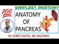 Pancreas  anatomy  relations