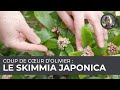 Coup de cur dolivier  le skimmia japonica