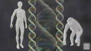 Ken Miller Human Chromosome 2 Genome
