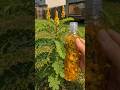 Most people walk right past this plant without knowing it's one of nature's most potent remedies 👇