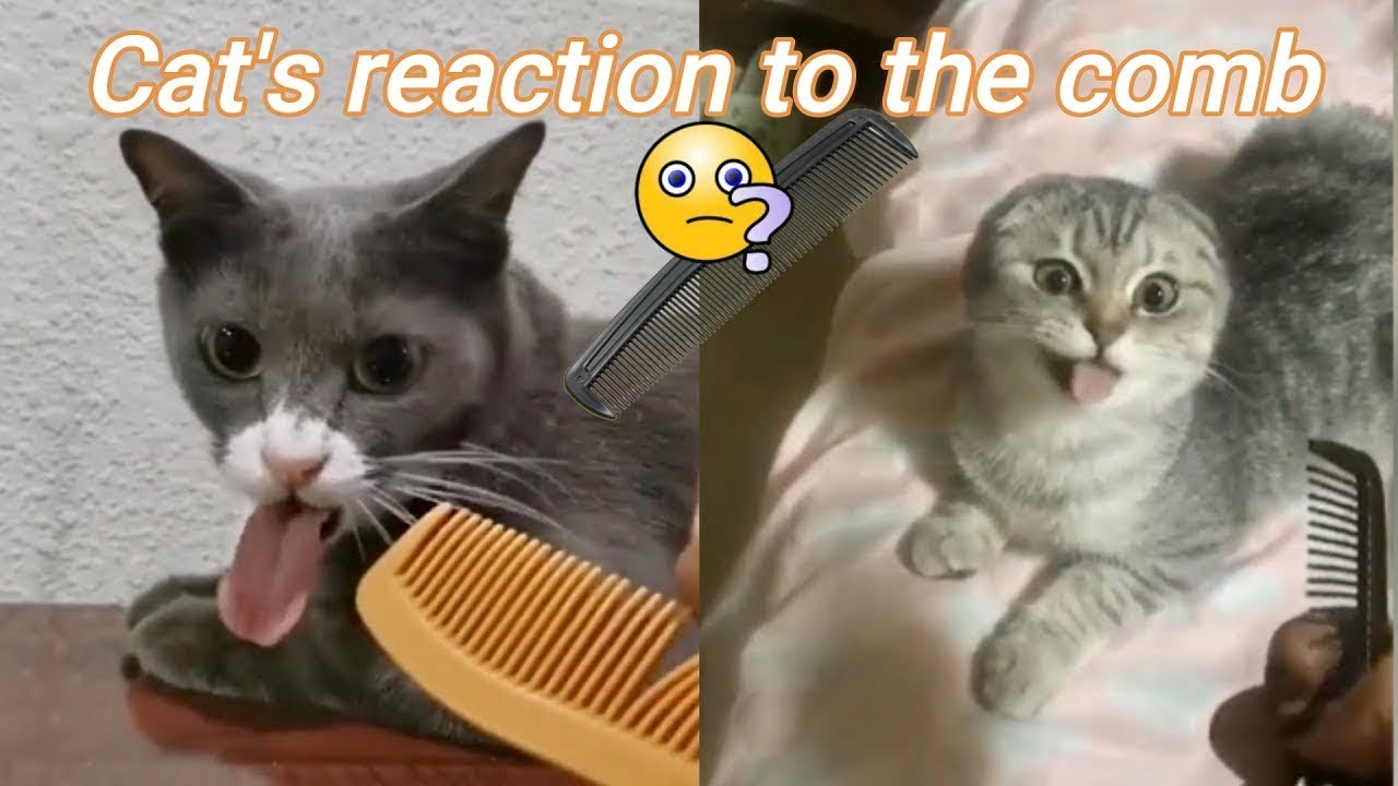 Funny Cat Afraid Of Comb Noise YouTube