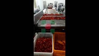 Sea food lobster steam cooking production line machine/steam blanching freezing crayfish machine