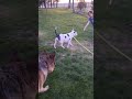 Bull terrier learning to pull a wagon.