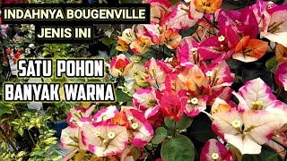 JENIS BOUGENVILLE CITRA
