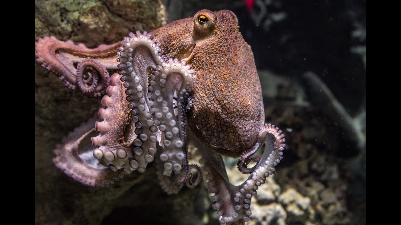 Amazing Facts About Octopuses YouTube