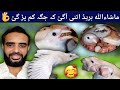 Bengalese Breeding Progress || Lalukhet Birds Market || Society Finch Pairing Done Java sparrow