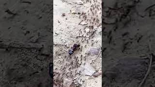 Queen Ant Leads Her Colony #6 #ants #antcolony #queenant #nature