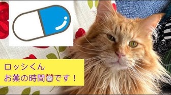猫の病気 Youtube 猫の病気 Youtube