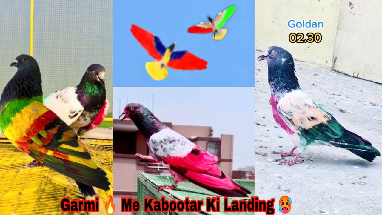 Teddy Kabutar Ki Kamal Ki Landing 🔥 کبوتر بیٹھنے کے مناظر