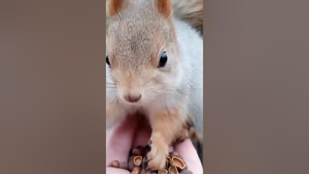 Are Squirrels Dangerous to Humans? YouTube