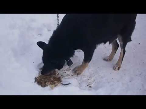 Собаки и говно...Какое вкусное говно