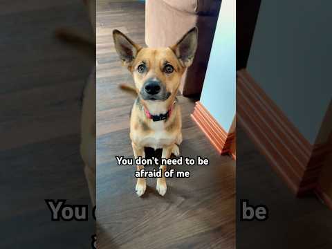 Should You Be Afraid Of Lila Dog