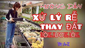 Hướng dẫn xử lý rễ cho xương rồng ,cách trồng cây khi mới mua về,   #cayxuongrong #xuongrongbmt