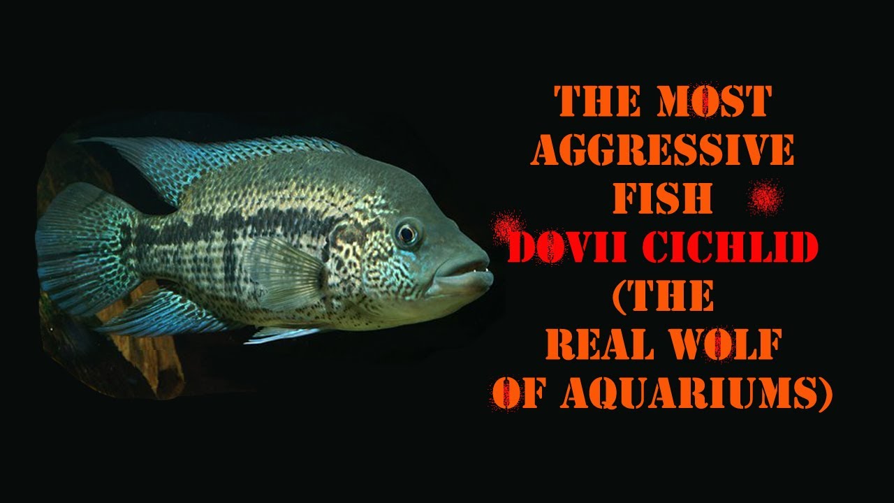 The most Aggressive fish Dovii cichlid (Wolf cichlid) Review in Tamil