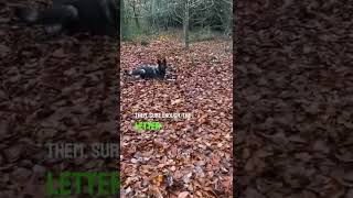 This dog did the impossible 😱😱