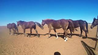 Cattle Station Australia - Stock Camp Lake Nash