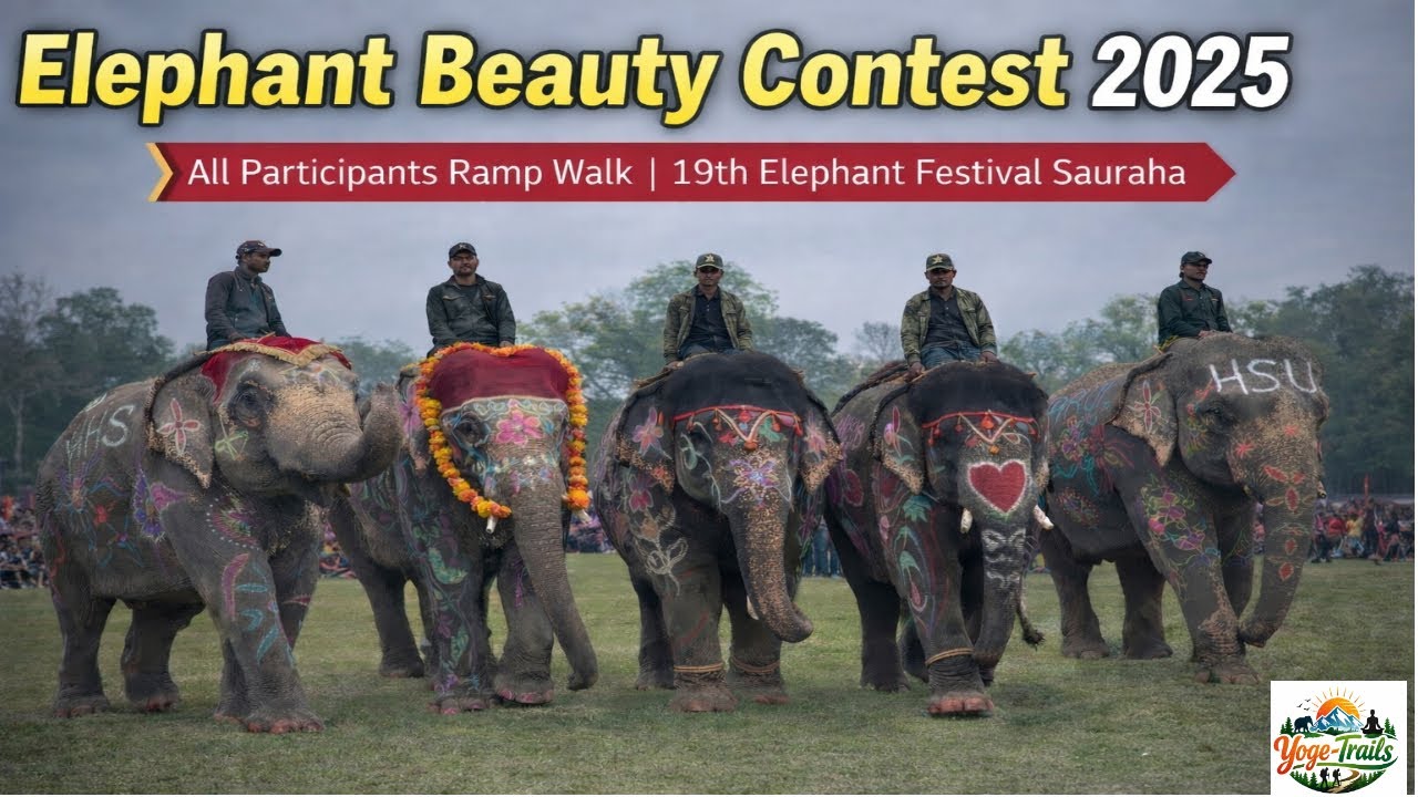 “Elephant Beauty Contest 2025 🐘✨ | All Participants Ramp Walk | 19th Elephant Festival Sauraha”